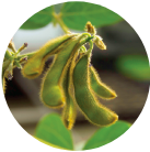 Soybean pods grown sustainability