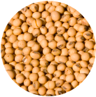 Mature soybeans ready for soybean production