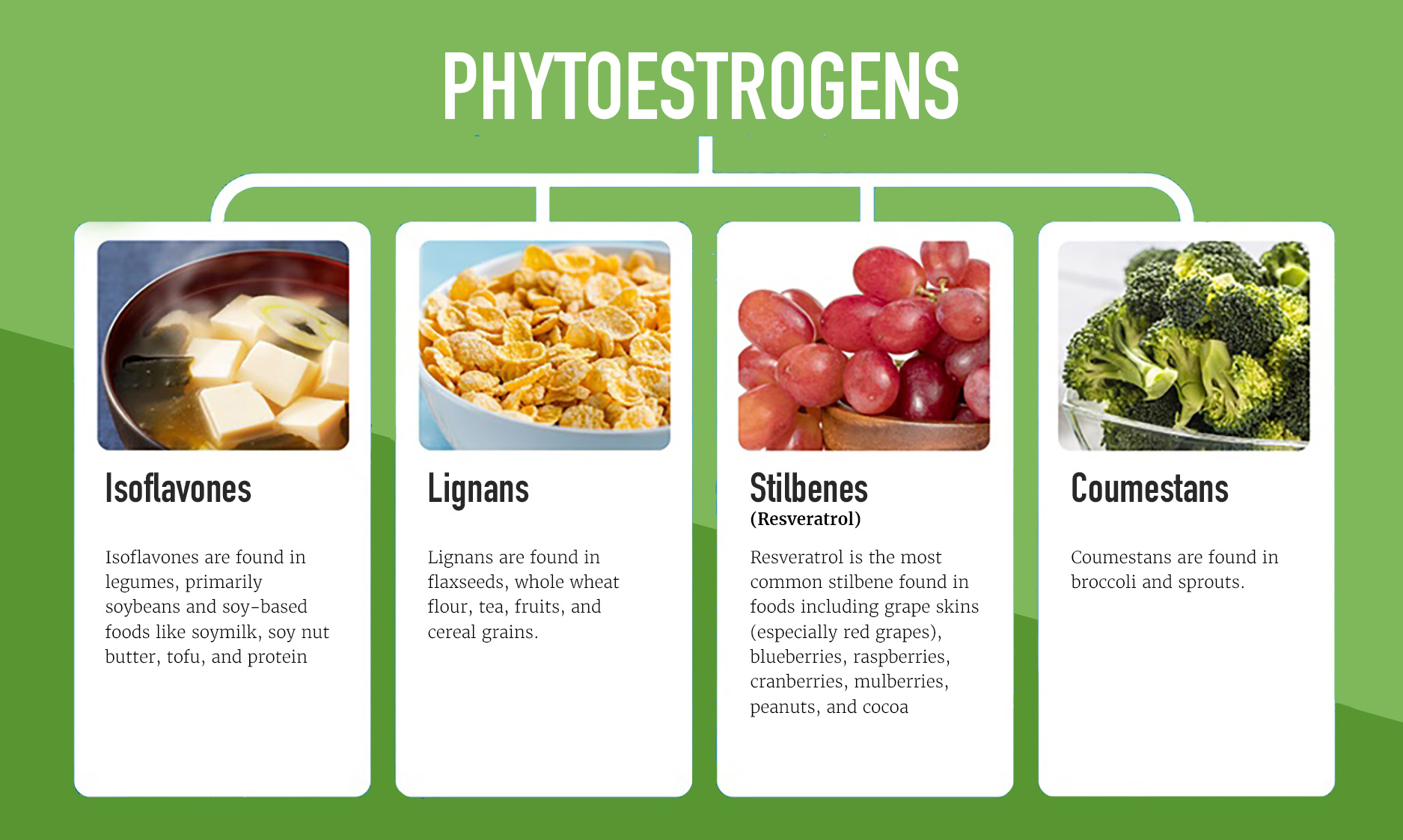 2024 SoyCOnnection Phtyoestrogen Graphic-02
