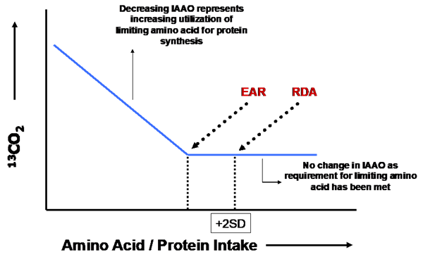 amino acid protein intake diagram