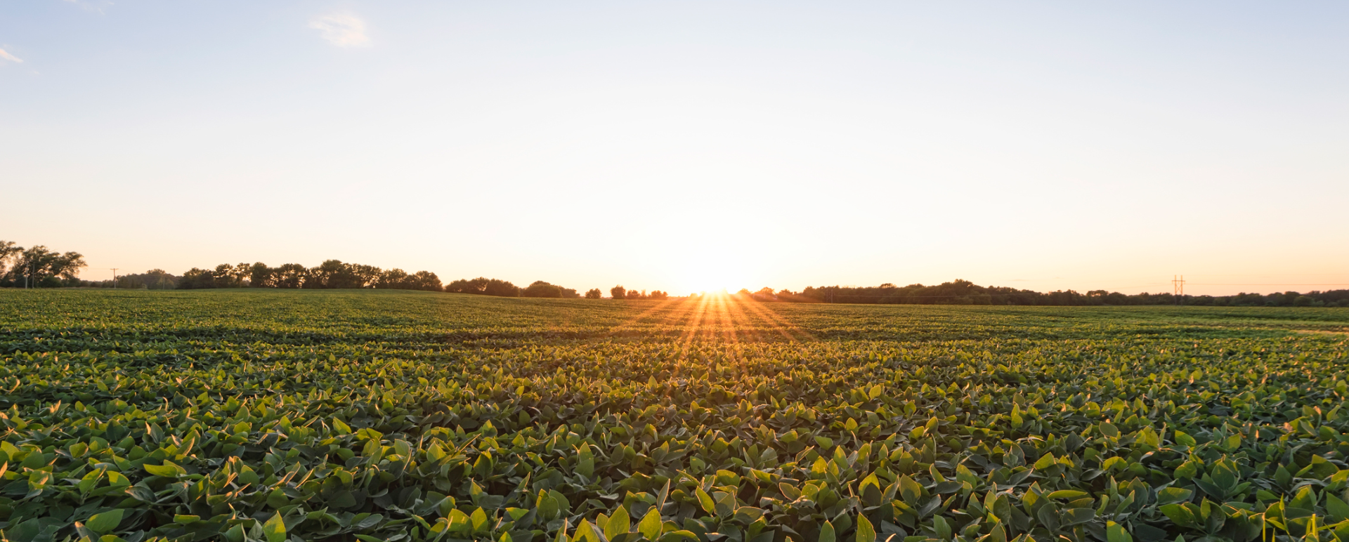 soybean-field-at-sunset Soybean Field at Sunset Image