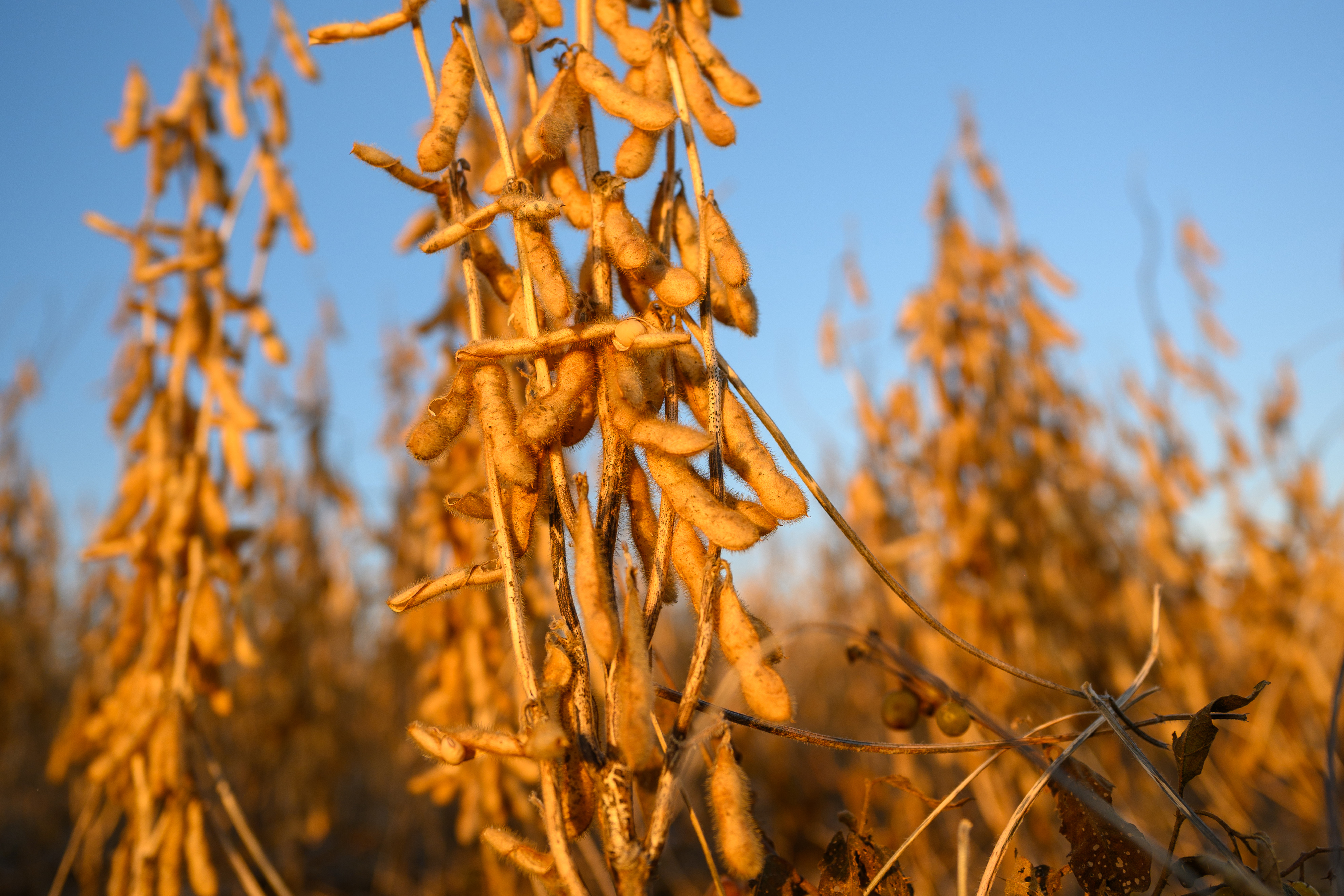wheat