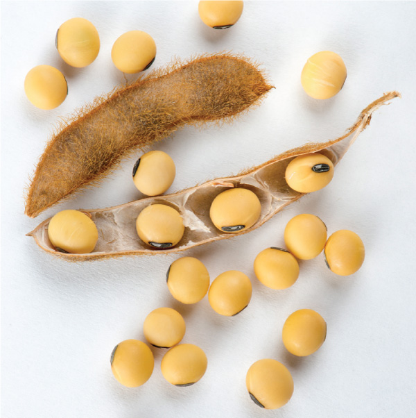 Soybeans in Shell