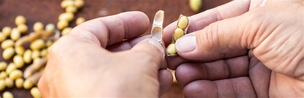 is-soy-bad-for-your-thyroid_image-1 is-soy-bad-for-your-thyroid_image-1