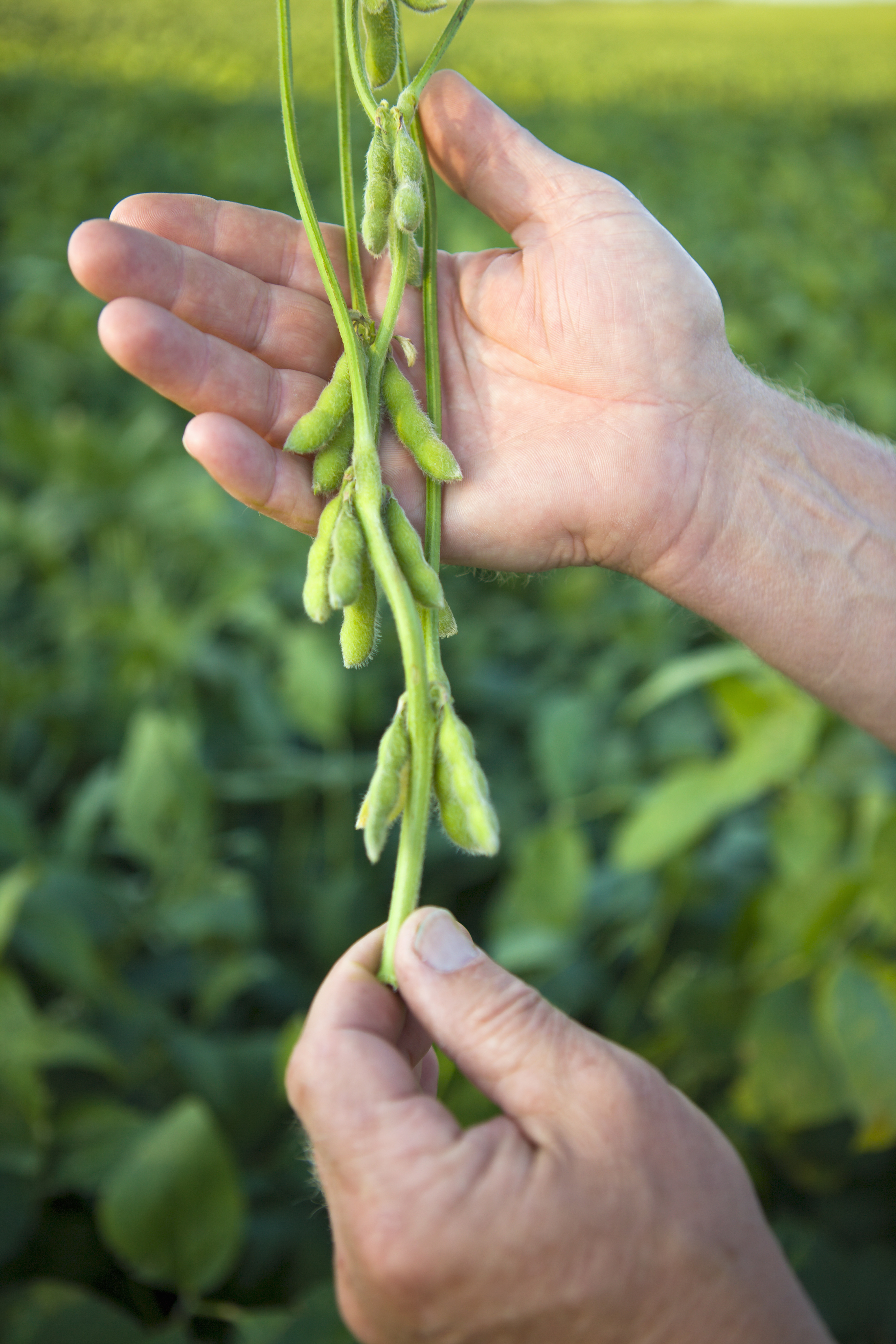 Does soy cause breast cancer?