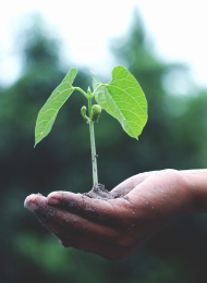 Person Holding a Plant