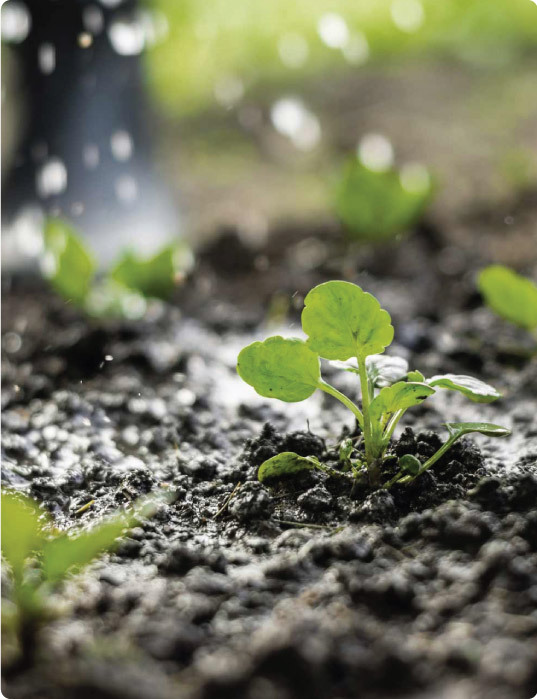Growing Plant