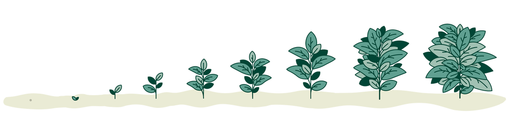 Plant Growth